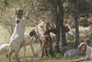 , How an Army of Goats Could Help Prevent California Wildfires, Saubio Making Wealth