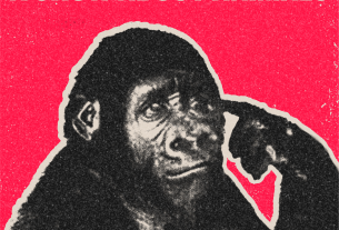 , Did Koko the Gorilla Understand?, Saubio Making Wealth